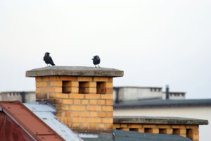 birds sitting on roof and chimney