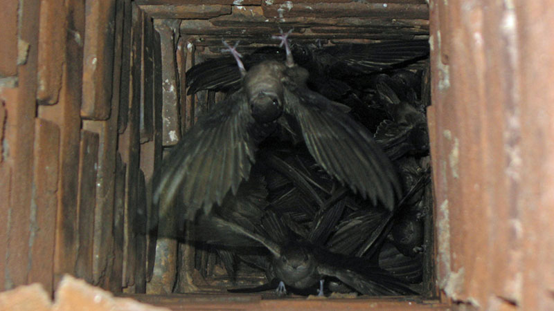 Inside of chimney filled with birds